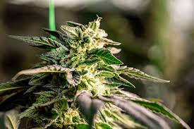 Exploring the World of Marijuana Seeds Nevada Exploring the World of Marijuana Seeds Nevada